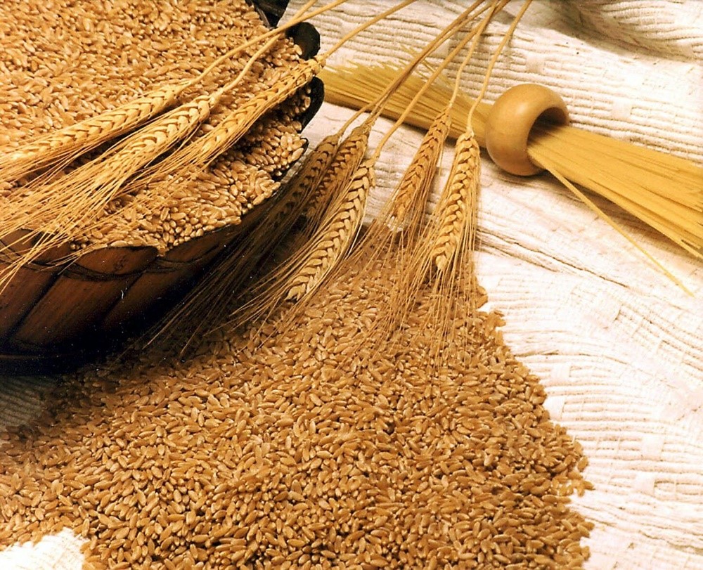 Mầm lúa mì - Những món ăn sáng giảm cân, đồ ăn sáng giảm cân